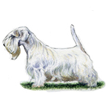 Sealyham Terrier - Click Image to Close
